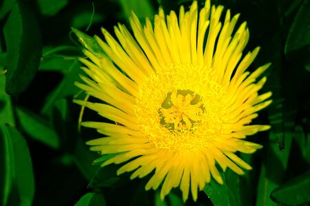 Flower in a Spring dayの写真素材