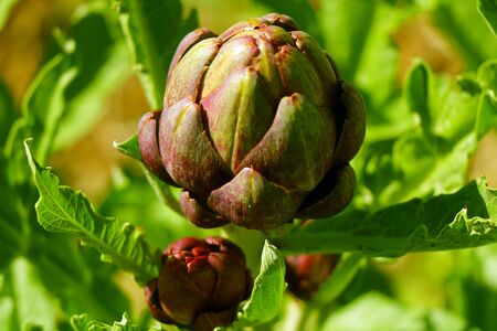 Artichoke flower in a fieldの写真素材