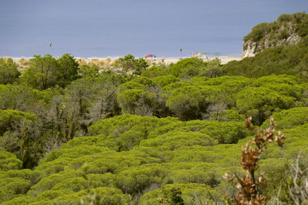 View of a far away beach in summer holiday - Maremma Regional Park - Tuscany - Italyの写真素材