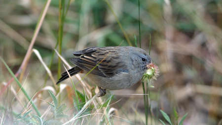 Plumbeous seedeater (Sporophila plumbea) eating a wildflower in the high altitude Antisana Ecological Reserve, Ecuadorの写真素材
