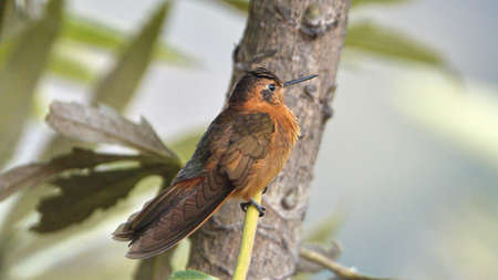 Shining sunbeam (Aglaeactis cupripennis) hummingbird perched on a branch in Antisana Ecological...