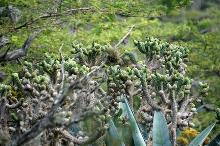 Cactus in the Jerusalem Dry Forest outside of Quito, Ecuadorの写真素材