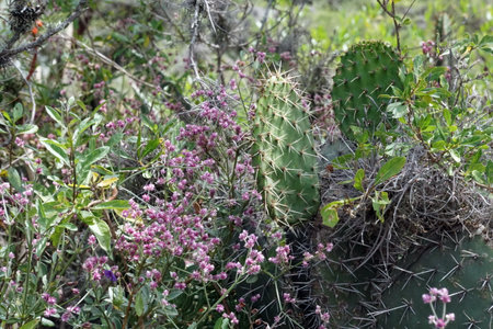Prickly pear cactus surrounded by a bush with purple flowers in the Jerusalem Dry Forest outside of Quito, Ecuadorの写真素材