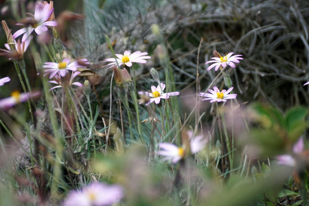 Patch of white and yellow wildflowers in the Jerusalem Dry Forest outside of Quito, Ecuadorの写真素材