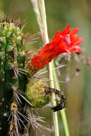 Red flowers on a cactus in the Jerusalem Dry Forest outside of Quito, Ecuadorの写真素材