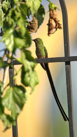 Black-tailed trainbearer (Lesbia victoriae) hummingbird perched on a metal fence in a garden in Cotacachi, Ecuadorの写真素材
