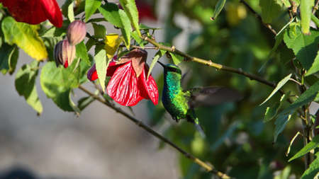 Western emerald (Chlorostilbon melanorhynchus) hummingbird in flight, feeding from a Turk's purse flower in a garden in Cotacachi, Ecuadorの写真素材