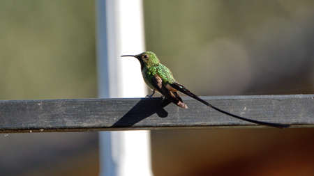 Black-tailed trainbearer (Lesbia victoriae) hummingbird perched on a metal fence in a garden in Cotacachi, Ecuadorの写真素材