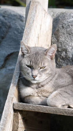 Grey house cats on wooden steps in a garden in Cotacachi, Ecuadorの写真素材