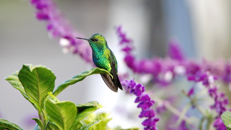 Western emerald (Chlorostilbon melanorhynchus) hummingbird perched on a leaf in a garden in Cotacachi, Ecuadorの写真素材