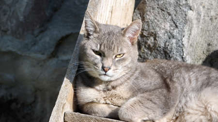 Grey house cats on wooden steps in a garden in Cotacachi, Ecuadorの写真素材