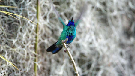 Sparkling violetear (Colibri coruscans) hummingbird with its wings extended perched on a twig in front of Spanish moss, in a garden in Cotacachi, Ecuadorの写真素材