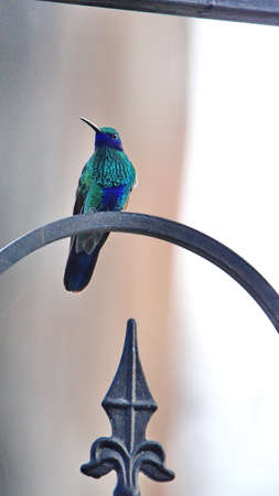 Sparkling violetear (Colibri coruscans) hummingbird perched on a metal fence in a garden in Cotacachi, Ecuadorの写真素材