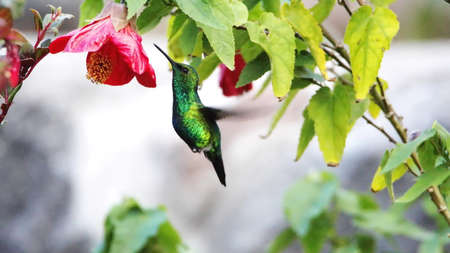 Western emerald (Chlorostilbon melanorhynchus) hummingbird in flight, feeding from a Turk's purse flower, in a garden in Cotacachi, Ecuadorの写真素材