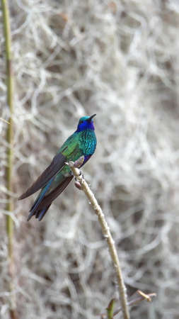Sparkling violetear (Colibri coruscans) hummingbird perched on a twig in front of Spanish moss, in a garden in Cotacachi, Ecuadorの写真素材