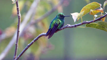Sparkling violetear (Colibri coruscans) hummingbird perched on a branch in a garden in Cotacachi, Ecuadorの写真素材