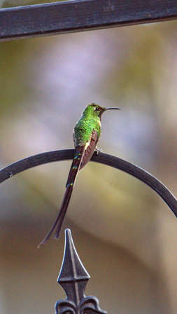 hummingbird in a garden in Cotacachi, Ecuadorの写真素材