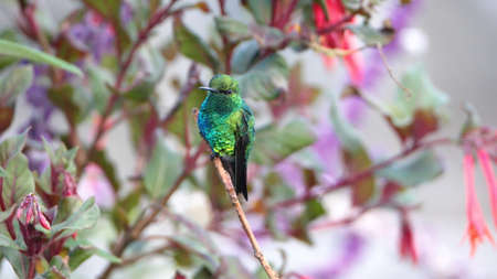 Western emerald (Chlorostilbon melanorhynchus) hummingbird perched on a branch in a garden in Cotacachi, Ecuadorの写真素材