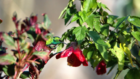 Western emerald (Chlorostilbon melanorhynchus) hummingbird in flight, feeding from a Turk's purse flower, in a garden in Cotacachi, Ecuadorの写真素材