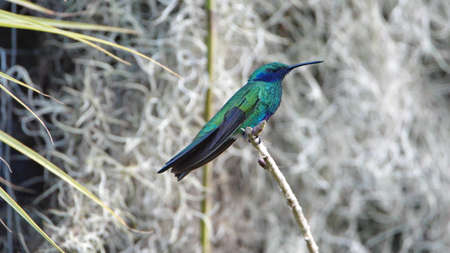 Sparkling violetear (Colibri coruscans) hummingbird perched on a twig in front of Spanish moss, in a garden in Cotacachi, Ecuadorの写真素材