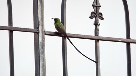 Black-tailed trainbearer (Lesbia victoriae) hummingbird perched on a metal fence in a garden in Cotacachi, Ecuadorの写真素材