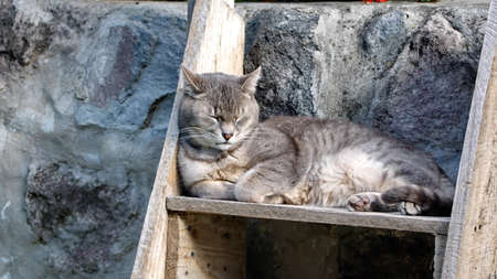 Grey house cats on wooden steps in a garden in Cotacachi, Ecuadorの写真素材