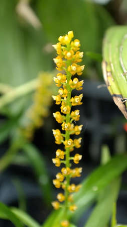 Stalk of tiny, yellow orchids at an orchid show in Quito, Ecuadorの写真素材