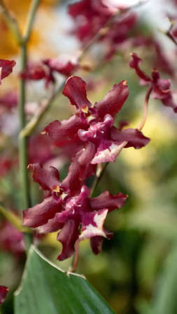 Spray of crimson orchids at an orchid show in Quito, Ecuadorの写真素材