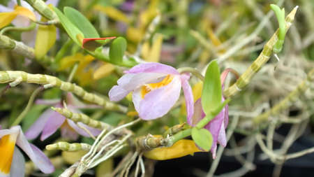 Purple and yellow orchid at an orchid show in Quito, Ecuadorの写真素材