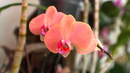 Pink and yellow orchid at an orchid show in Quito, Ecuadorの写真素材