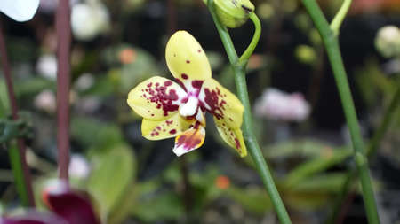 Purple and yellow orchid at an orchid show in Quito, Ecuadorの写真素材