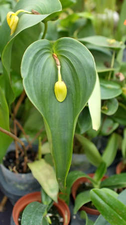 Orchid with a yellow flower in the center of the leaf at an orchid show in Quito, Ecuadorの写真素材