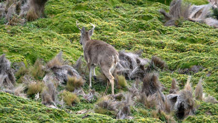 White tailed deer buck in Antisana Ecological Reserve, outside of Quito, Ecuadorの写真素材
