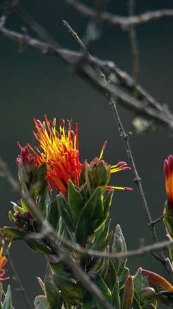 Red and yellow flower, back lit by the morning sun, on a bush in the Yanacocha Reserve outside of...