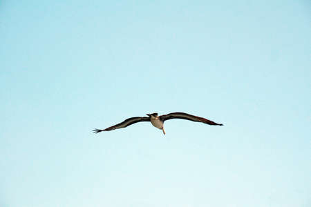 Pelican in flight above the beach in Puerto Lopez, Ecuadorの写真素材