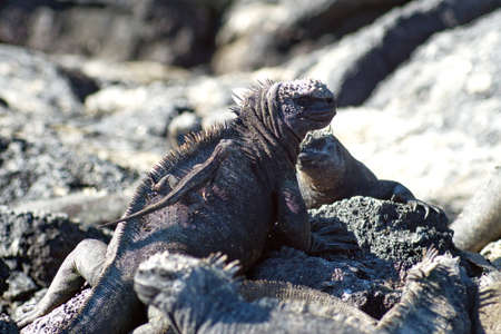 Lava lizard on the back of a marine iguana at Punta Espinoza, Fernandina Island, Galapagos, Ecuadorの写真素材