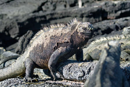 Marine iguana at Punta Espinoza, Fernandina Island, Galapagos, Ecuador