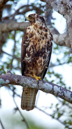 Galapagos hawk (Buteo galapagoen) perched in a tree at Puerto Egas, Santiago Island, Galapagos,...