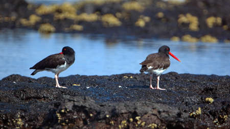 Close up of an American oystercatcher (Haematopus palliates) lying on lava rock at Puerto Egas, Santiago Island, Galapagos, Ecuadorの写真素材