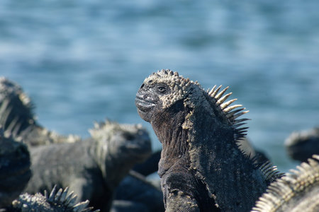 Close up of a marine iguana at Punta Espinoza, Fernandina Island, Galapagos, Ecuador