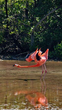 Galapagos flamingo (Phoenicopterus Ruber) stretching with its wings extended at Punta Cormorant, Floreana Island, Galapagos, Ecuadorの写真素材