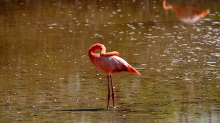 Galapagos flamingo (Phoenicopterus Ruber) preening at Punta Cormorant, Floreana Island, Galapagos, Ecuadorの写真素材