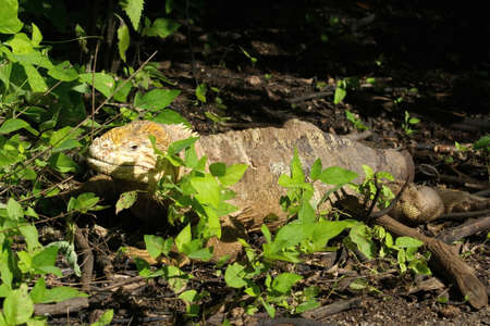 Galapagos land iguana at Urbina Bay, Isabela Island, Galapagos, Ecuadorの写真素材