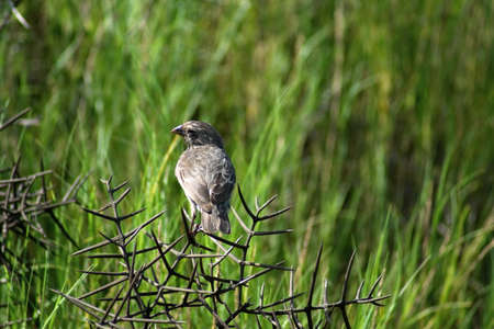 Female Darwinâs Finch (g. Geospiza) perched in a thorn bush at Urbina Bay, Isabela Island, Galapagos, Ecuadorの写真素材