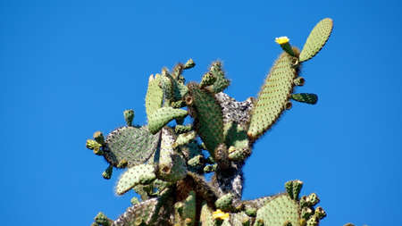 Cactus tree at Darwin Station in Puerto Ayora, Santa Cruz Island, Galapagos, Ecuadorの写真素材