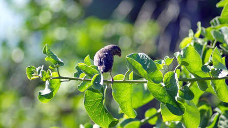 Darwinâs Finch (g. Geospiza) perched on a branch at Darwin Station in Puerto Ayora, Santa Cruz Island, Galapagos, Ecuadorの写真素材