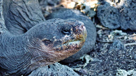 Close up of a hybrid Galapagos giant tortoise at Darwin Station in Puerto Ayora, Santa Cruz Island, Galapagos, Ecuadorの写真素材