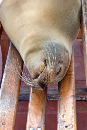 Sea lion lying on a wooden bench on the pier in Puerto Ayora, Santa Cruz Island, Galapagos, Ecuadorの写真素材