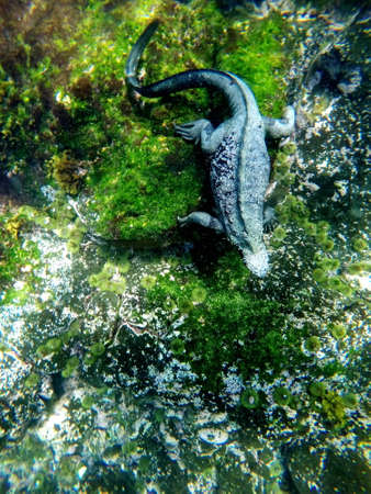 Marine iguana swimming underwater at Punta Espinoza, Fernandina Island, Galapagos, Ecuador
