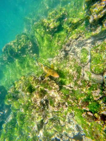 Orange parrot fish at Punta Espinoza, Fernandina Island, Galapagos, Ecuadorの写真素材
